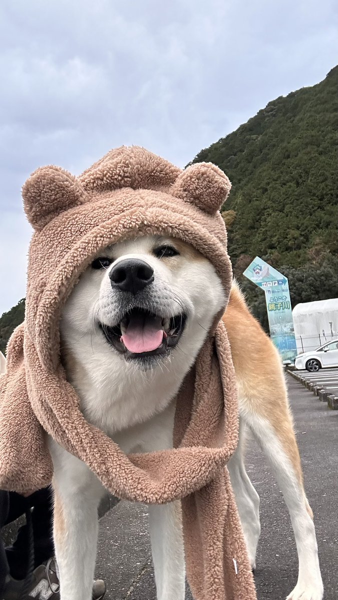 bibi0617bibi's tweet photo. くま秋田

#秋田犬 https://t.co/EHqnZCPPOn