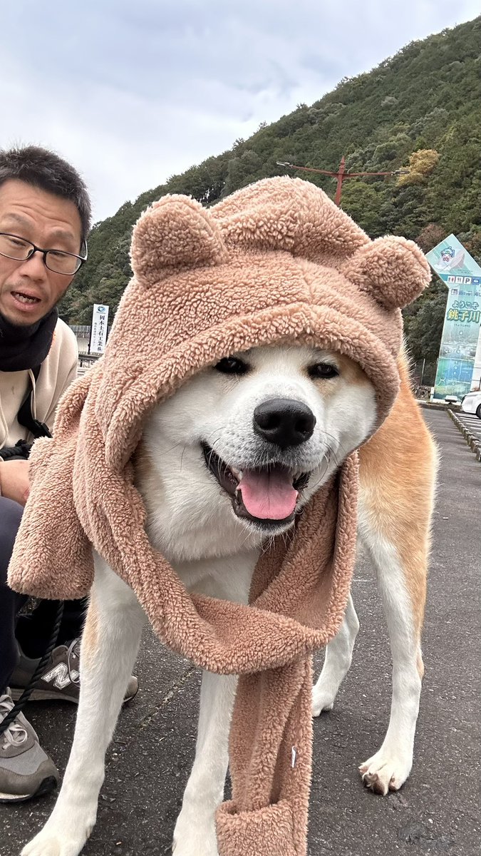 bibi0617bibi's tweet photo. くま秋田

#秋田犬 https://t.co/EHqnZCPPOn