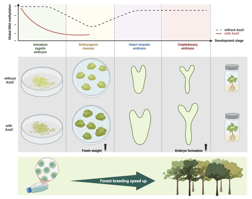 Physiologia Plantarum (@pplplantarum) on Twitter photo Journey from a Single Cell to a Flourishing Forest 🌳
A Spotlight by Haoran Peng of Carneros et al. (2024) highlights how somatic embryogenesis and epigenetic modulation improve tree regeneration.
bit.ly/41yVjDW
<a href="/Haoran_chn/">Haoran Peng</a>
#Plantbiotech #PlantScience Journey from a Single Cell to a Flourishing Forest 🌳
A Spotlight by Haoran Peng of Carneros et al. (2024) highlights how somatic embryogenesis and epigenetic modulation improve tree regeneration.
bit.ly/41yVjDW
<a href="/Haoran_chn/">Haoran Peng</a>
#Plantbiotech #PlantScience