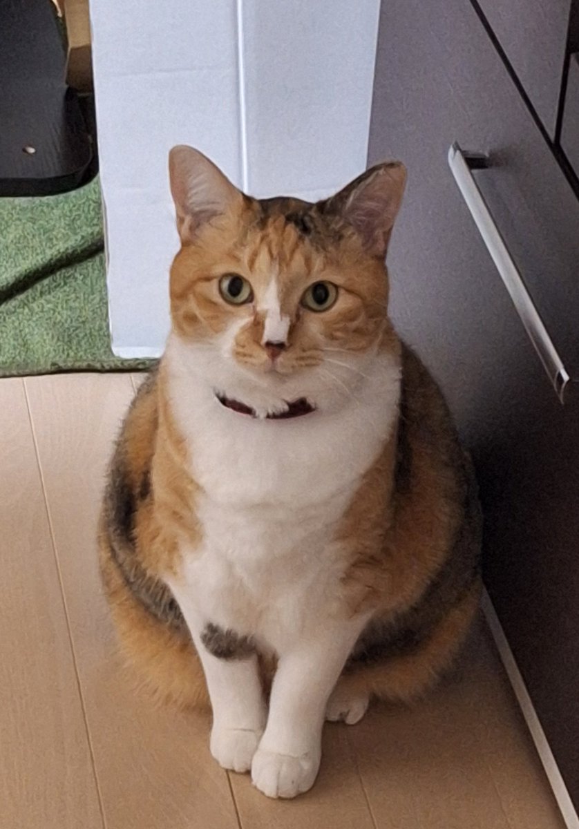 ツンデレきなこ😸💕(不定期登場中💦) tweet media