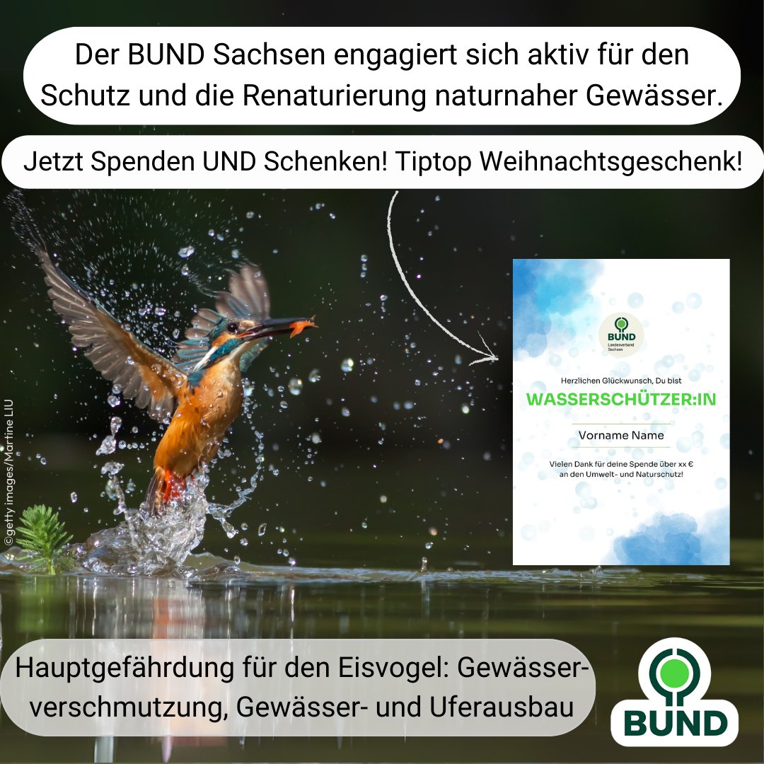 Der Eisvogel 🐦 nistet am Ufer natürlicher Gewässer. Er wird durch Gewässerverschmutzung und Ausbau bedroht. Deshalb sind wir im Gewässerschutz aktiv! Mit einer #Spende schützen Sie den Eisvogel und unterstützen unsere Arbeit! Infos: bund-sachsen.de/spendenurkunde #wasser #weihnachten