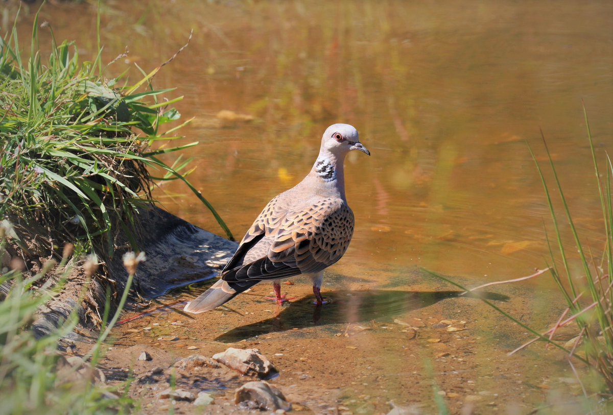 Friends of Betteshanger Country Park tweet media