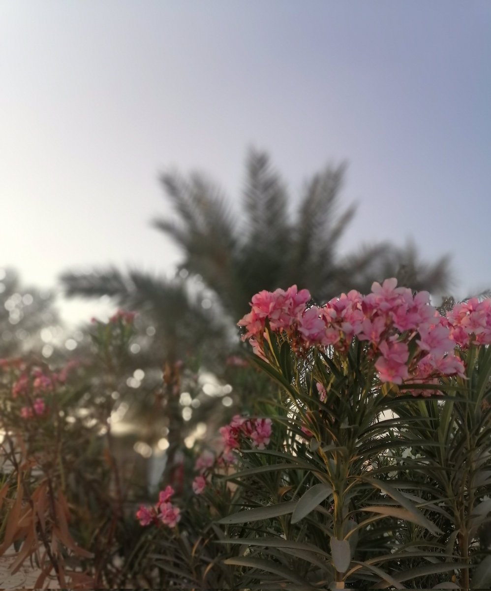 N3llkeylll's tweet photo. اللهم صل وسلم على نبينا محمد 🤍 https://t.co/v5MqAQzq0t