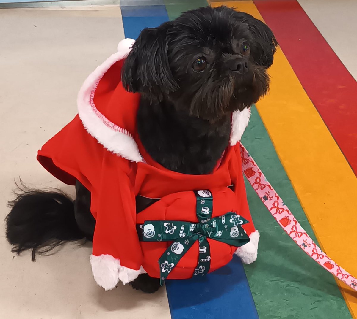 RainbowWardWWL's tweet photo. We have loved having Mabel visit through the year. Thankyou for all of your support @PetsAsTherapyUK https://t.co/vf3DD9fKJp