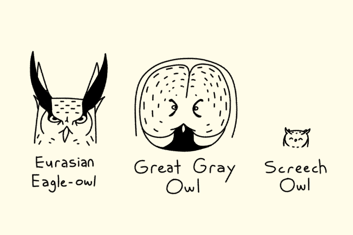 OwlOrnithocracy's tweet image. I love owls :&amp;gt;