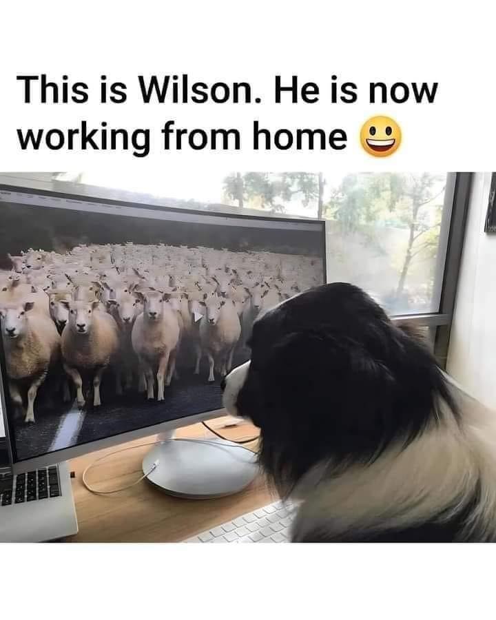 BMGoffice's tweet photo. Happy Friday Everyone!
#workingfromhome #officelive #zoomcalls https://t.co/ic5LSQgiyR