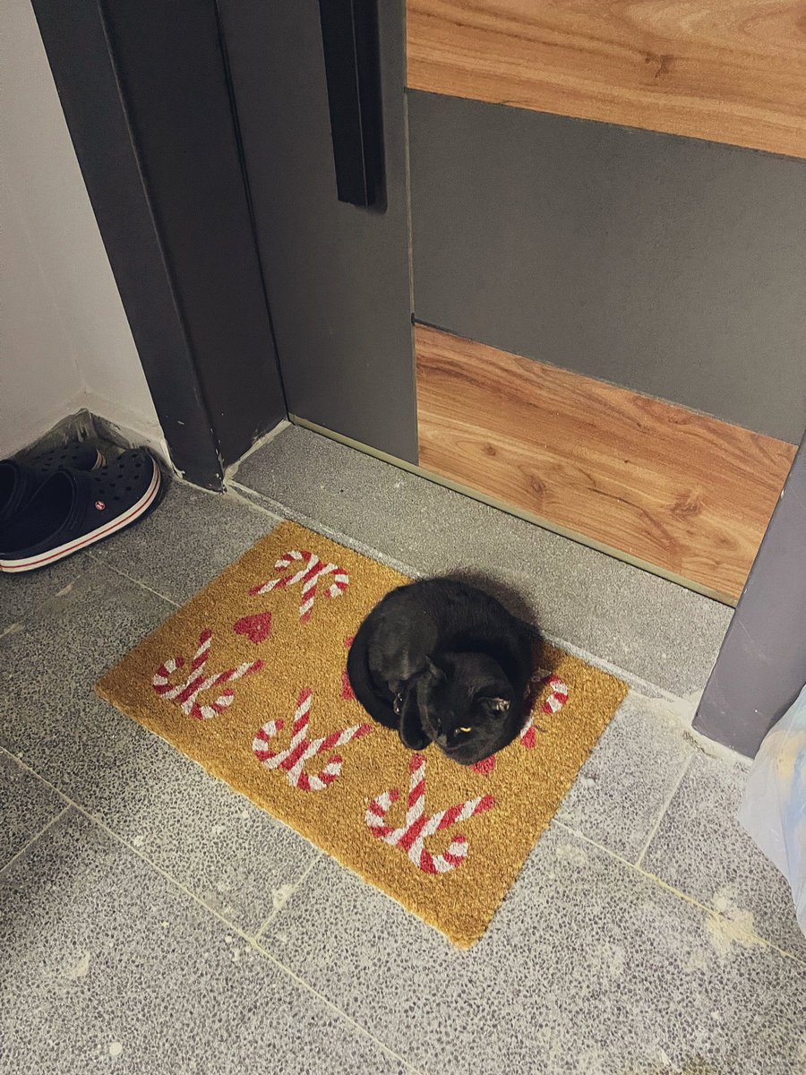 Eve geldiğimde karşılaştığım manzaraya bakın 😅 bu kedolar şaka mı 🙃