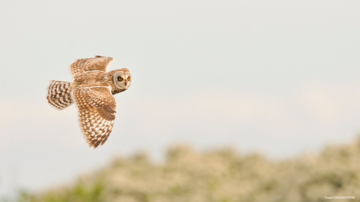 The Wildlife Trusts tweet media