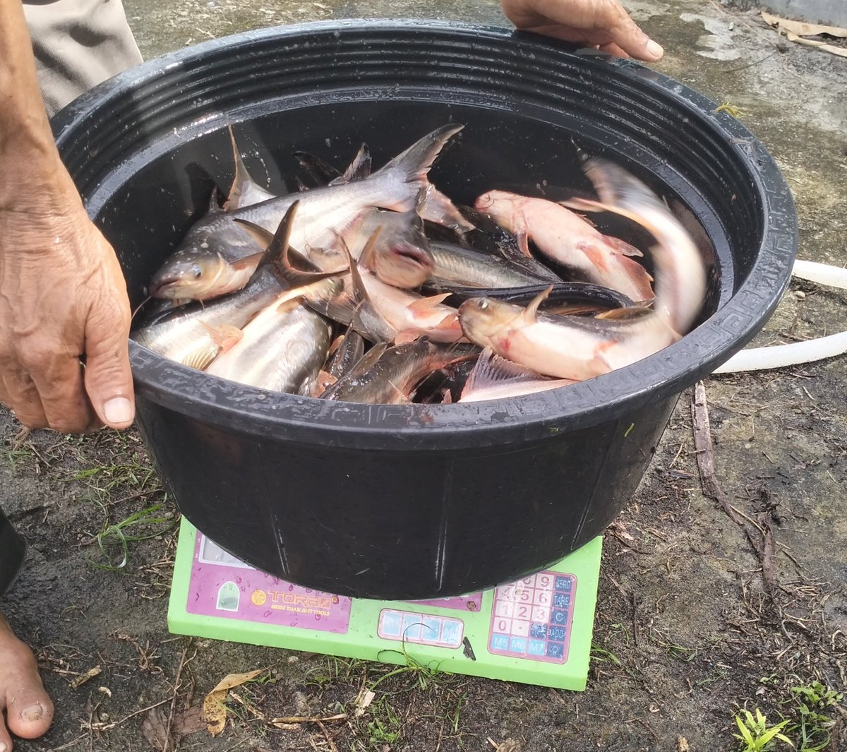 yermiawati's tweet photo. Jumat ( 13/12), Yermiawati Luhkan Kab Sukamara, di POKDAKAN Ulam Sari Desa Sekuningan Baru kecamatan balai Riam, panen ikan patin 50,9 kg, size 2,3 ekor/kg. Harga 25000/kg.
#GiatLuhkanSatminkalGONDOL
#Sukamara
#panen https://t.co/Xikd3U7sMp