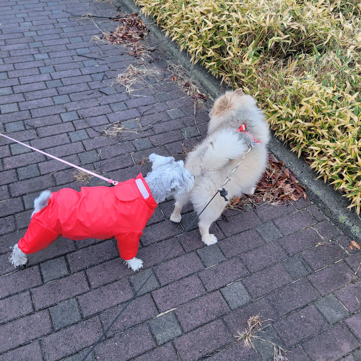 takahashi69's tweet photo. 犬🐩友とお散歩🐕️でバッタリ会いました😊🐾　お尻🍑の匂いを嗅ぎ…お互いの鼻🐽くっ付けてなかなか相性は良さそう😉👍
#犬友達
#シュナウザー
#ポメラニアン
#犬の散歩
#dogfriend https://t.co/wloqIsNeDB