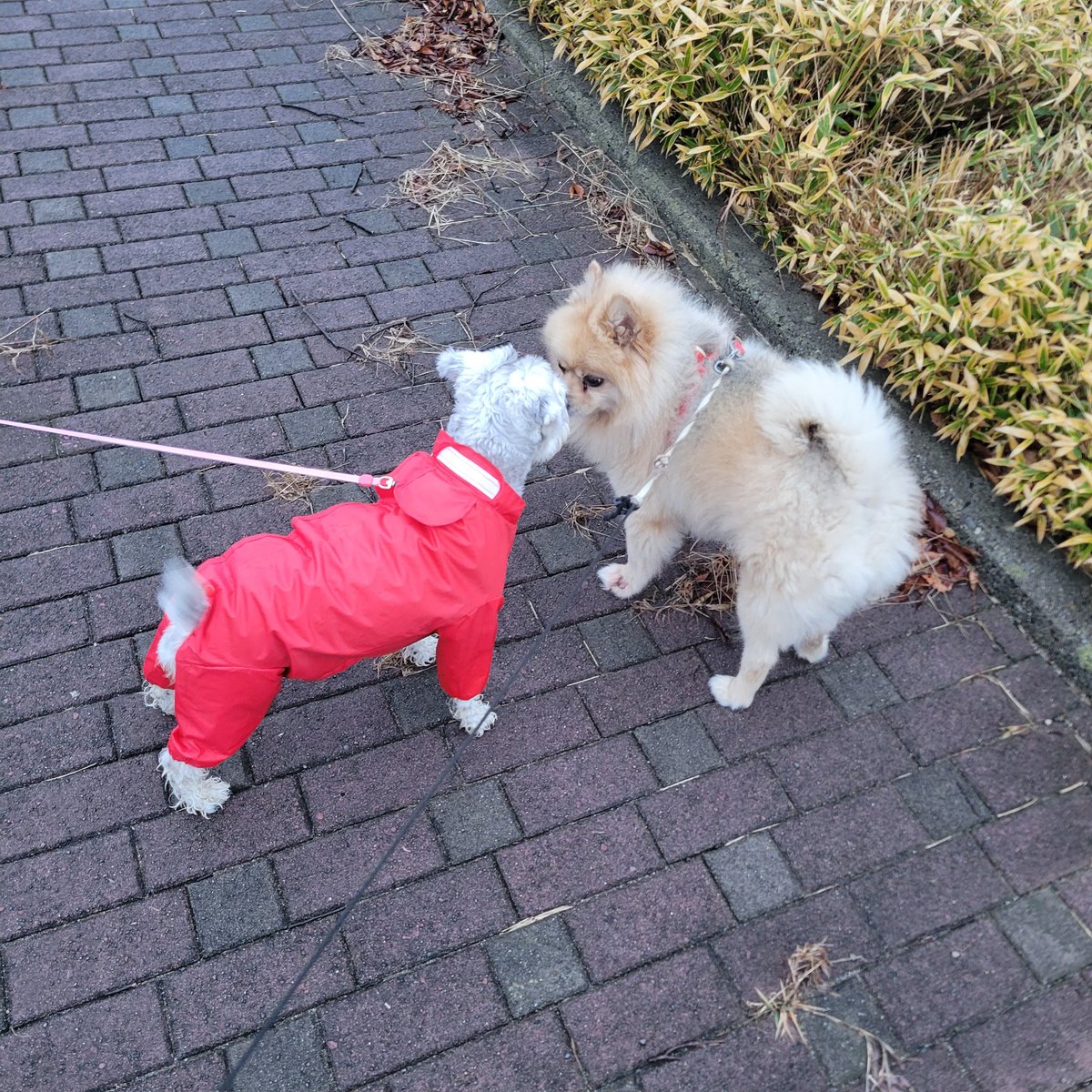takahashi69's tweet photo. 犬🐩友とお散歩🐕️でバッタリ会いました😊🐾　お尻🍑の匂いを嗅ぎ…お互いの鼻🐽くっ付けてなかなか相性は良さそう😉👍
#犬友達
#シュナウザー
#ポメラニアン
#犬の散歩
#dogfriend https://t.co/wloqIsNeDB