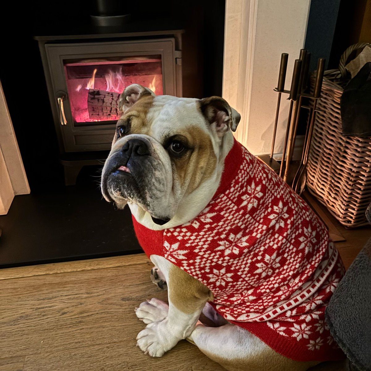 Happy #FriYAY everyone! It’s cold and wet outside so I’m staying put here by the indoor sun 🔥 but I might be tempted out for a pub visit later 🍺🎅🏻🎄🐶🐾❤️ Barney #BarneyTheBulldog #DogsOfTwitter #DogsOfX #DogsOfIG #DogsOfFacebook #Bulldog #EnglishBulldog #ChristmasJumper