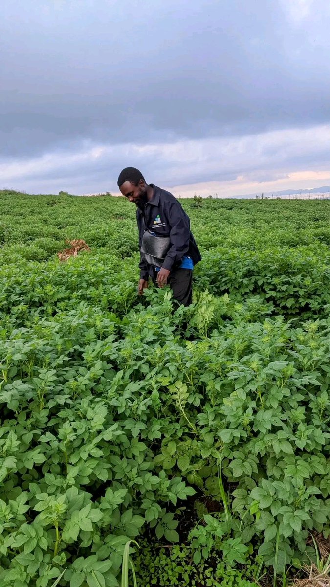 Bashong_Gray's tweet photo. 🇨🇩 Et vous, quelle est votre recette préférée avec des pommes de terre ? Partagez vos idées en commentaires.
This is Congo .
This is Bukavu
This is #HURC organisation
❌#StopImportation
✅ Oui #Exportation
@agrirdc
@AgrobusinessI
@MutombMutshail
@minagri_rdc
Notre lutte ⤵️⤵️ https://t.co/J5YQZ2BPTn