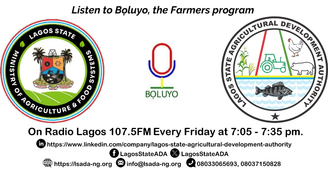 Friday Radio Program Details
Date: Today, 13th December 2024
Time: 7:05 pm
Radio Station: Radio Lagos 107.5 FM
Program Name: #Bọluyo
Guests: Abimbola Majolagbe &amp; Justina Balogun <a href="/JustinaBalogun/">Justina Balogun</a>
Topic: Popularisation &amp; Value Addition in Orange Flesh Sweet Potato
#Extension