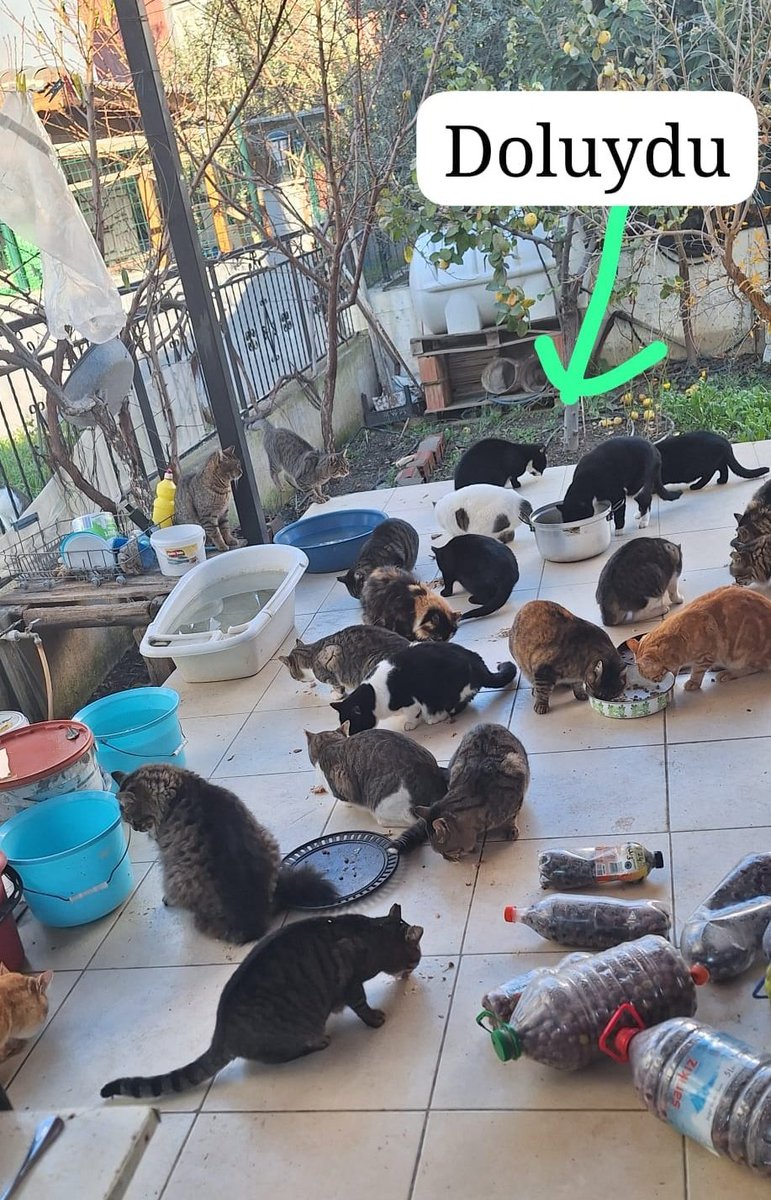 toprakana7440's tweet photo. Tencere dolusu çorbalık haşlayıp ekmekle çoğalttım, bahçedekiler, sitedeki yakın kısırlaştırma noktası,yeni köpek,sahil ,yoldakiler yediler.
Bugün hava güneşli ancak soğumuş.
#suriye #suriyealgısı
#besaresad https://t.co/x7JnEek8nh