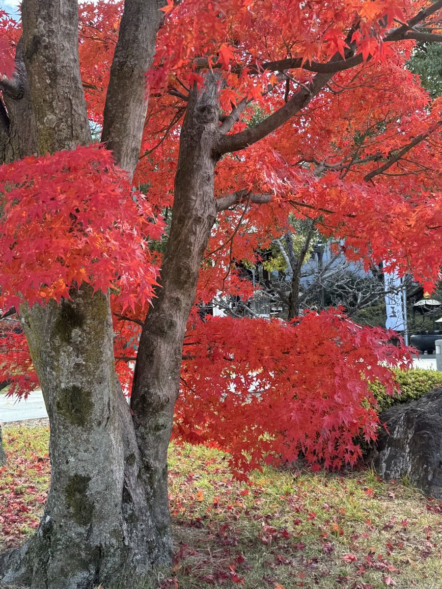 Nifs_jp's tweet photo. 今週送られてきた写真📸料理かと思い、LINEを開いてみたらキレイな紅葉の写真でした🍁1年を通じて京都への出��が一番多いんですが、紅葉の時期には未だ行ったことない。今度お仕事で呼んでください😌
#京都府 #智積院 https://t.co/ZgexvWTxmg