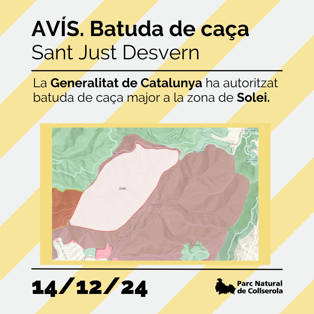 parcncollserola's tweet photo. ⚠️AVÍS, DEMÀ 14/12/24 BATUDA CAÇA MAJOR⚠️
@agriculturacat autoritza #batuda de #caçamajor a la Zona de Caça Controlada (ZCC) de #SantJust
➡️ Zona: Solei
🔴 Respecteu la senyalització i eviteu accedir a la zona
🔗 https://t.co/xb1XrPtmad
@santjustcat #SantJustDesvern https://t.co/IFR5hbyTiz