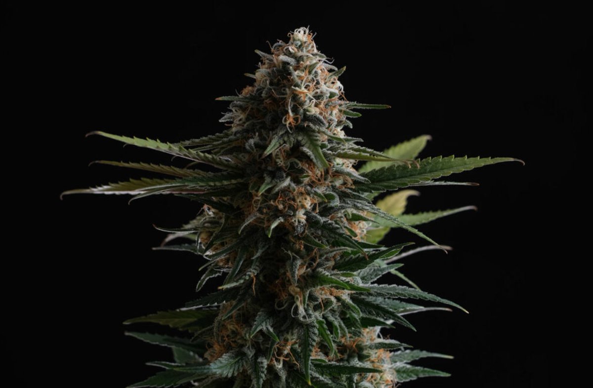 KannabiaSeedsDE's tweet photo. Ein weiteres unserer #Samen in unserer #Weihnachts #Promo 40% #Rabatt 🎄 ist unsere neue #CandyCreamGoFast ⚡, Tochter einer Sorte von schneller Großzügigkeit, große Produktivität und sehr schnelle Blüte, die Vereinfachung der Arbeit eines jeden Züchters💚
https://t.co/489orafBBV https://t.co/kznIHg6igD