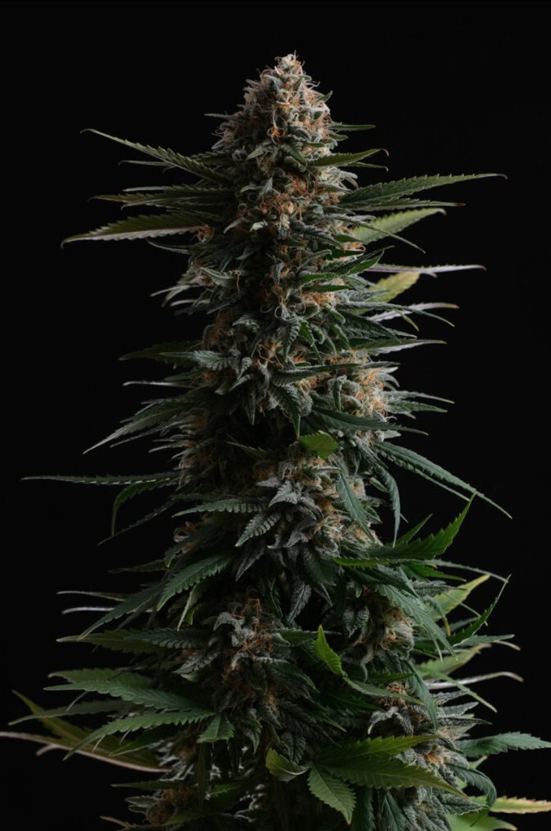 KannabiaSeedsDE's tweet photo. Ein weiteres unserer #Samen in unserer #Weihnachts #Promo 40% #Rabatt 🎄 ist unsere neue #CandyCreamGoFast ⚡, Tochter einer Sorte von schneller Großzügigkeit, große Produktivität und sehr schnelle Blüte, die Vereinfachung der Arbeit eines jeden Züchters💚
https://t.co/489orafBBV https://t.co/kznIHg6igD