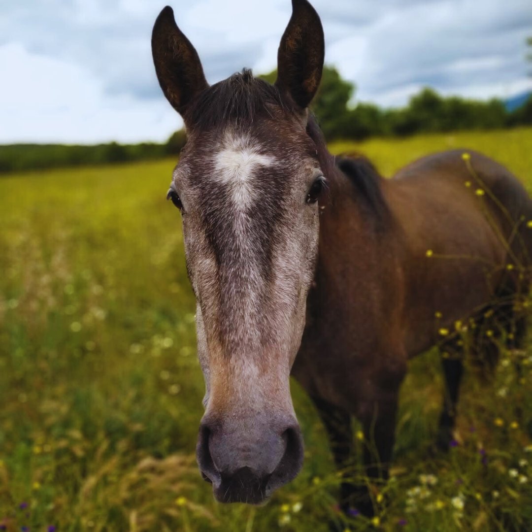 ¿Queréis ver la evolución de India🐴?
Cuando llegó a Salvando Peludos en 2016, India era una yegua totalmente marrón, pero su pelaje ha ido cambiando con el tiempo: Hoy es totalmente blanca 🤍
Amadrina a India desde 5€/mes: comunicacion@salvandopeludos.org
#caballo #amadrina