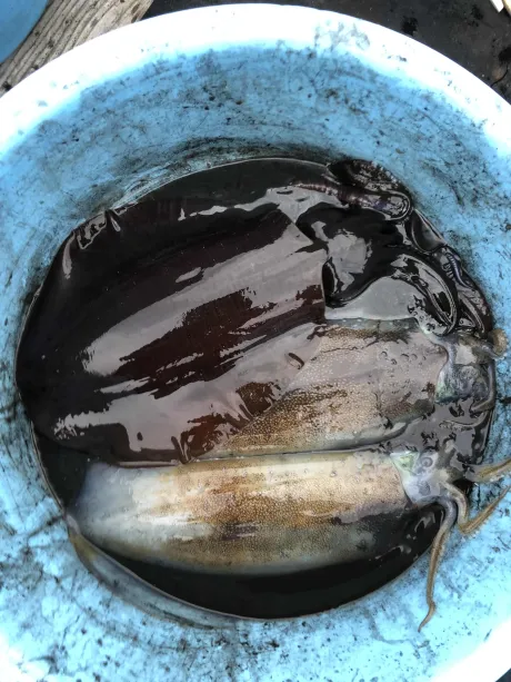 150杯チャレンジ完了 イカ釣りは〇薬 射〇より気持ちがいい 