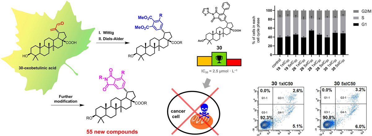 Kazakova A, et al. Triterpenoid phthalimides as selective anti-cancer agents targeting mitochondrial apoptosis. European Journal of Medicinal Chemistry, doi.org/10.1016/j.ejme…