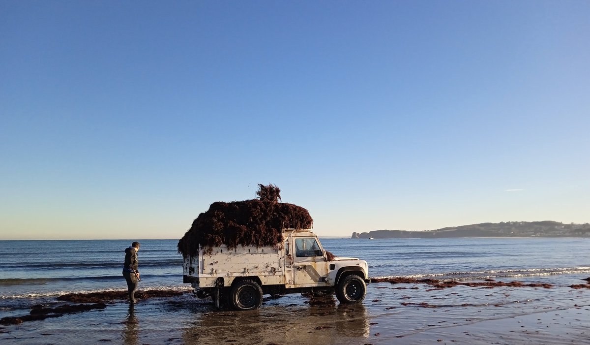 AnaErasun's tweet image. Gorbel "arrantza" Lapurdiko itsas hegian.
#Hondarraitz  #gorbel