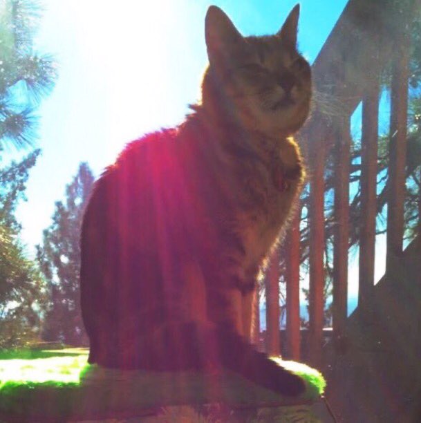 catgirl321's tweet photo. Please can I ask for MASSES special purrs for @danapixie @jim_moody TSK’s heartsore Mom and Dad💔
Seventh anniversary of deeply loved, darling TSK crossing #OTRB💜🐾
#weeti #ForeverLove #AngelTSK 
#OTRB December 13 2016🌈 https://t.co/8WBbHF4asD