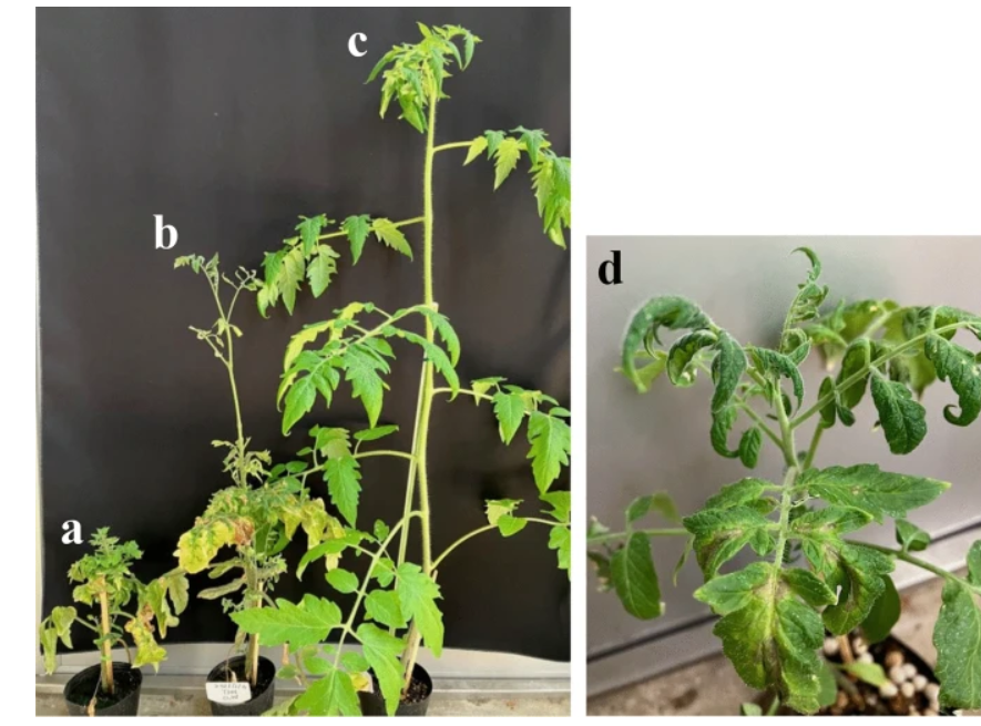 JGenPlantPathol's tweet photo. Published online: Infectivity and characteristics of columnea latent viroid isolated from tomato seeds produced in Thailand🍅🌱🧬
https://t.co/rndspszpqd
Get free fulltext with ID 1211🆓🔓
https://t.co/J8rEr9uvPL
#PlantPathology #Viroid https://t.co/p0PMsgD0CN
