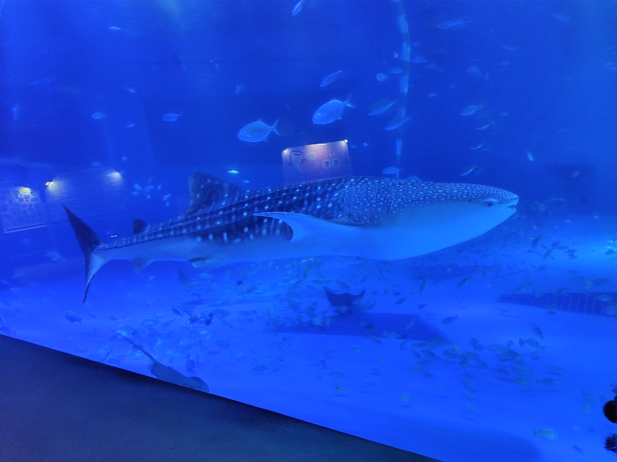 当館で10月11日から展示を開始したメスのジンベエザメ1頭の愛称が
