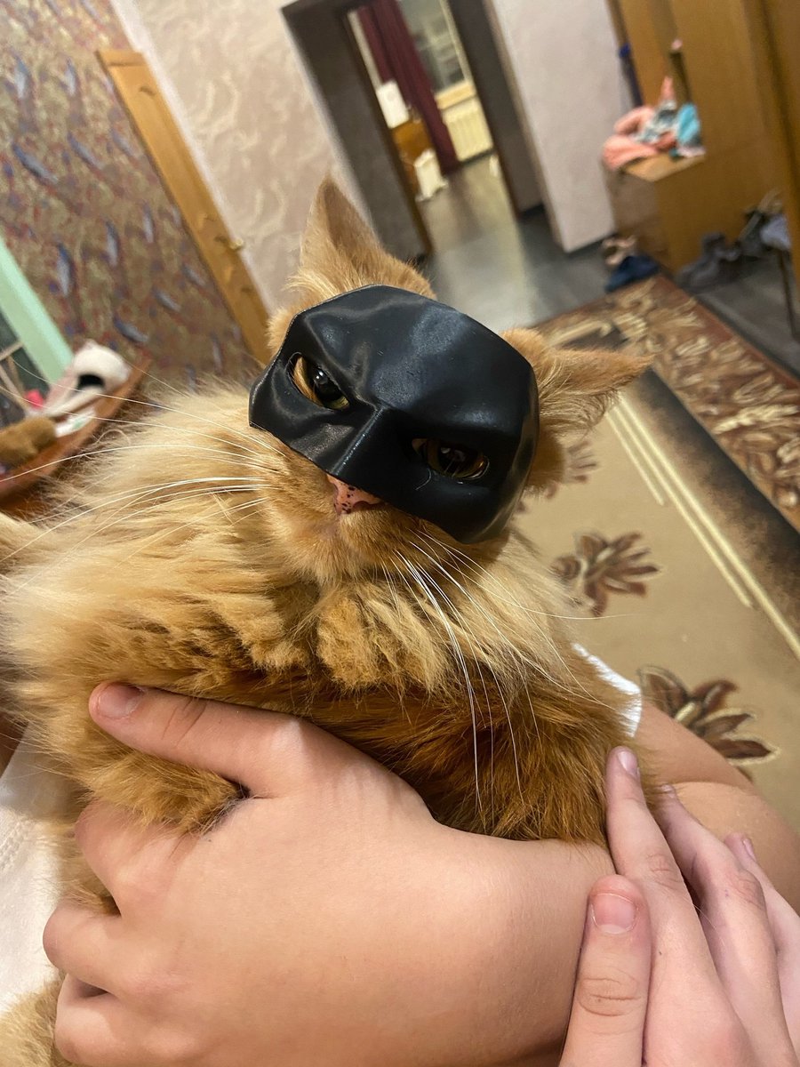 «Тренируюсь на кошках»