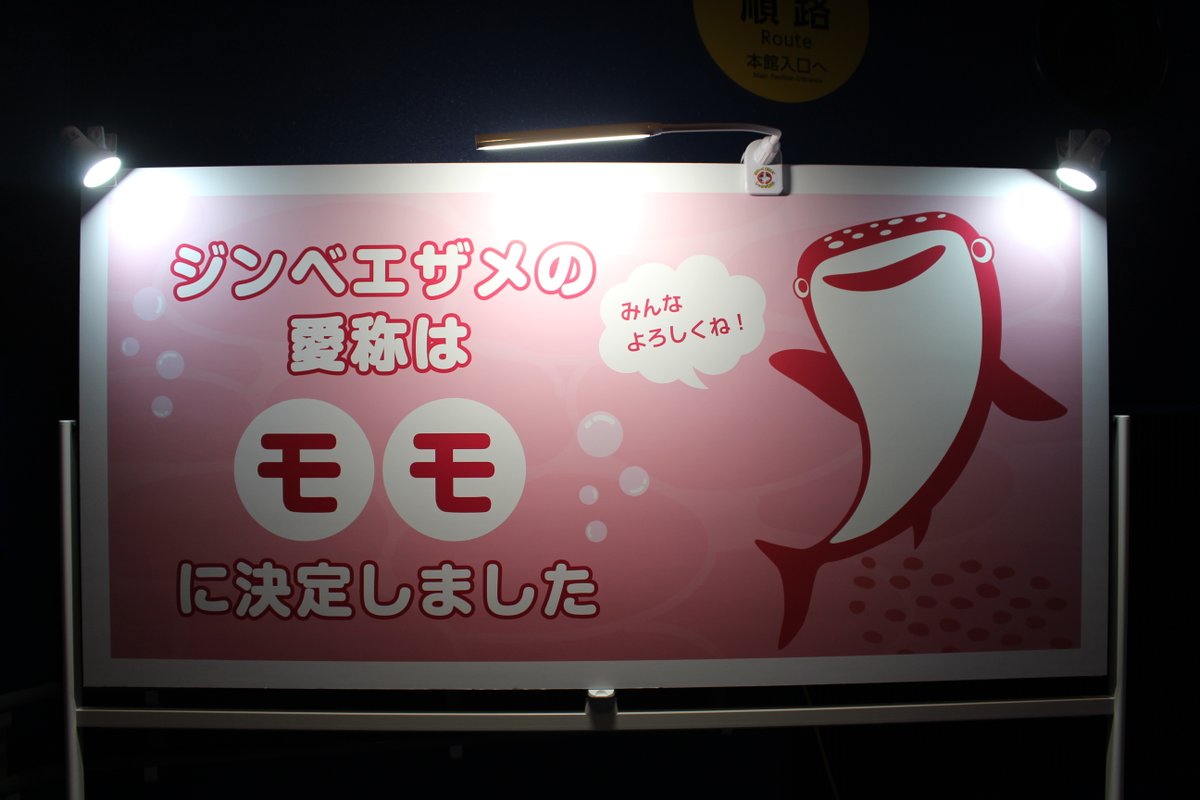 notoaqua_jp's tweet photo. 当館で10月11日から展示を開始したメスのジンベエザメ1頭の愛称が、最も多くの票を獲得した「モモ」に決定いたしました✨✨　
募集期間にはたくさんのご応募をいただきありがとうございます‼️　
今後も一緒に成長を見守っていきましょう😊
https://t.co/6ujna3lDzo　

＃ジンベエザメ
＃のとじま水族館 https://t.co/ERLqJ1U8TZ