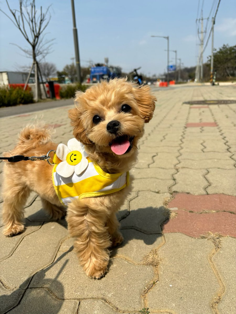 risakimura1002's tweet photo. はじめまして✨

まるぷーのウリちゃんです🐶♥️

発表するタイミングを逃しておりましたが
実は渡韓して13日目に新しい家族を迎えていました🏠🌸

文字数の関係で続きはインスタに✏️👼
https://t.co/g61h4DMz1d

#まるぷー 
#マルチーズ 
#プードル 
#ミックス犬
#family https://t.co/TiJ1EnxYsO