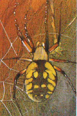 DrEframSS's tweet image. The so-called &quot;tarantulas&quot; in the artwork for Atari&apos;s Haunted House (left) are clearly based on the more common black and yellow garden spider (right).