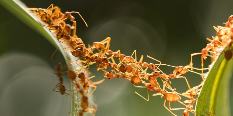 MonoCotiledóneo tweet media