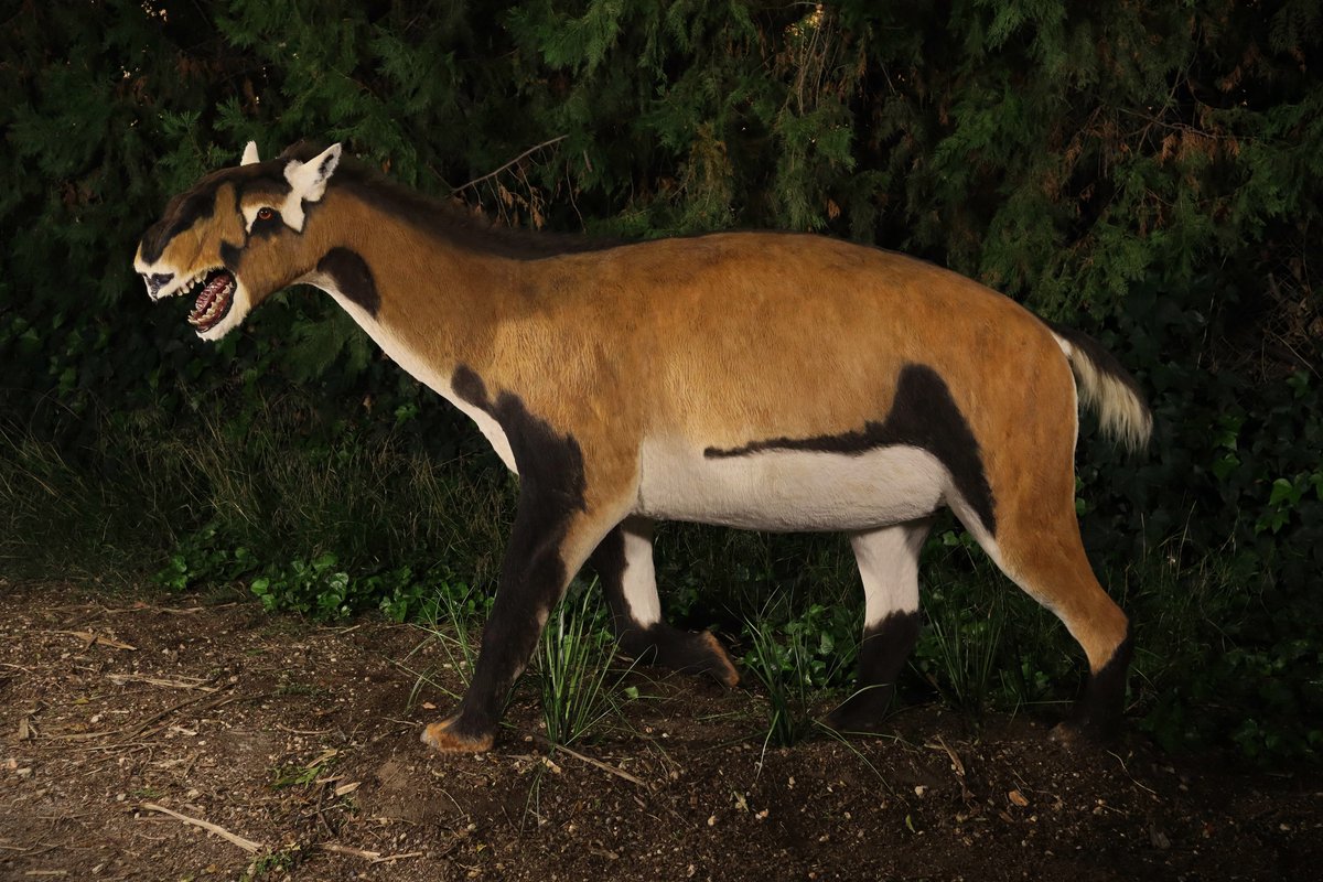 Macrauchenia patachonica.
Young specimen paleoart.
#paleoart #paleontology #paleoartist #paleoarte #paleoartists #Macrauchenia #pleistocene #pleistocenemegafauna #pleistoceno #litoptern #macraucheniapatachonica