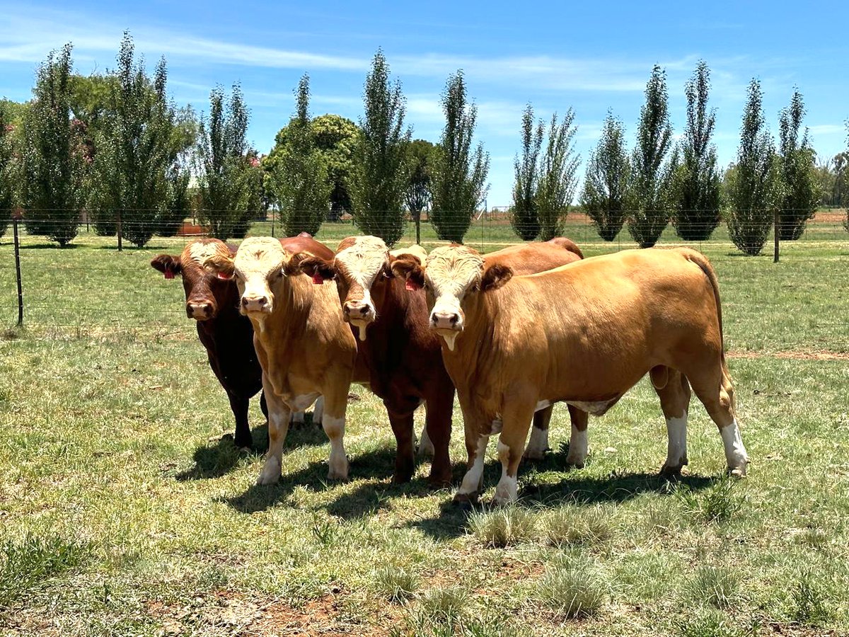 SimmentalerZA's tweet photo. As we reflect on 2024, it’s clear that this has been an exceptionally challenging year for the cattle industry. The dry start to the summer has tested all of us, but your resilience and dedication continue to inspire. https://t.co/8qcEgy3eUA
