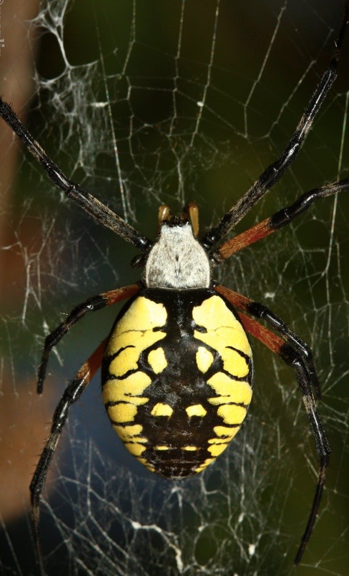 DrEframSS's tweet image. The so-called &quot;tarantulas&quot; in the artwork for Atari&apos;s Haunted House (left) are clearly based on the more common black and yellow garden spider (right).