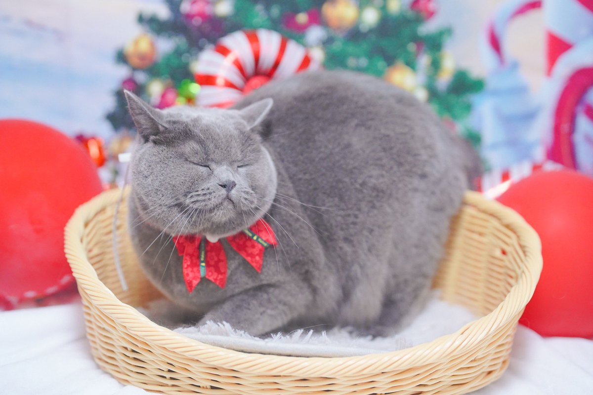 i_gnt3's tweet photo. シャンプーしてもらったよ
気分はクリスマスー🎄🤶
#ブリティッシュショートヘア https://t.co/BFR5HNXHkD