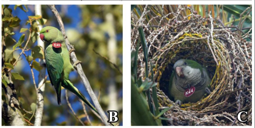 Animals (@animals_mdpi) on Twitter photo What are the population trends for two invasive parakeet species in Seville, Spain? 🦜
Scientists from <a href="/ebdonana/">Estación Biológica de Doñana - CSIC</a> used Citizen Science data to raise awareness about the threats these species pose to biodiversity.
Read more here: bit.ly/3DfWD4r What are the population trends for two invasive parakeet species in Seville, Spain? 🦜
Scientists from <a href="/ebdonana/">Estación Biológica de Doñana - CSIC</a> used Citizen Science data to raise awareness about the threats these species pose to biodiversity.
Read more here: bit.ly/3DfWD4r