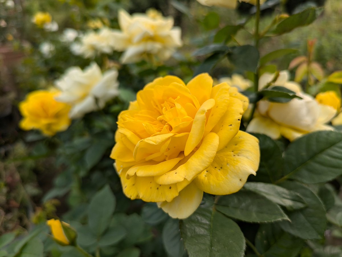 yukigatiratira's tweet photo. 今日もありがとうございました💝
おやすみなさい😴💤
#バラ #Roses #薔薇 🌿
#伊豆の踊り子
#カルトドール #Carted’Or
#友愛 #平和 #献身
#Flowers #花写真
#キリトリセカイ
☘️花菜ガーデンにて 2024.10.31 https://t.co/cEloefOxE1