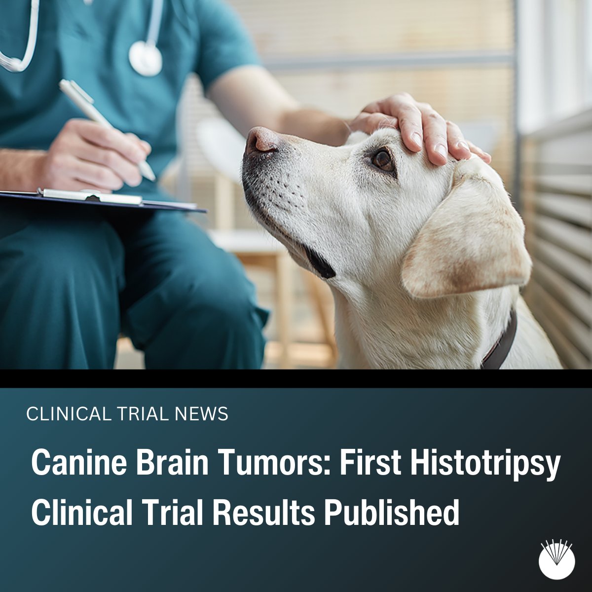 World First Study Published: Histotripsy for Canine Brain Tumors   

Results have been published from the first clinical trial using histotripsy − a focused ultrasound technique − to treat brain tumors in dogs. 

Highlights: 
•Safety and feasibility of histotripsy for brain