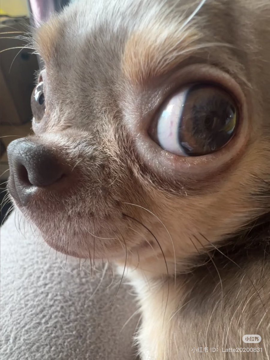💖 (@twaniimals) on Twitter photo 