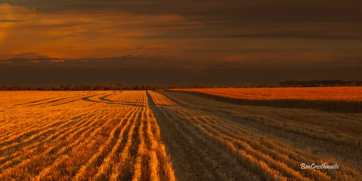 Crops you dream about.
Erangy Springs