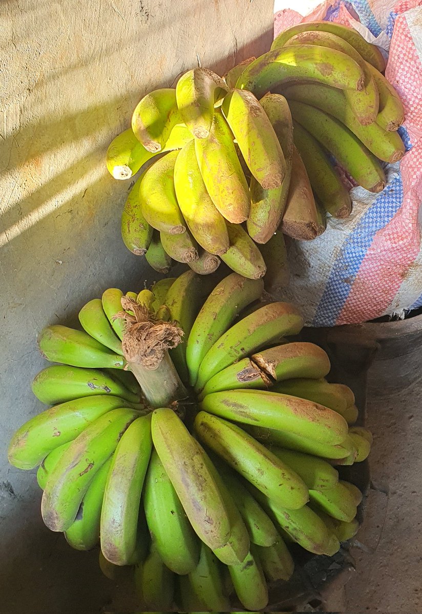 jacksotwister's tweet image. Straight off the farm 
#Sweetpotatoes
#GreenBananas
#Kabej 
#FreshBeans 
#FreshMaize 
Breakfasts about to be lit 
#BoiledMaize and #Githeri kwa jiko already #UshambaTuu