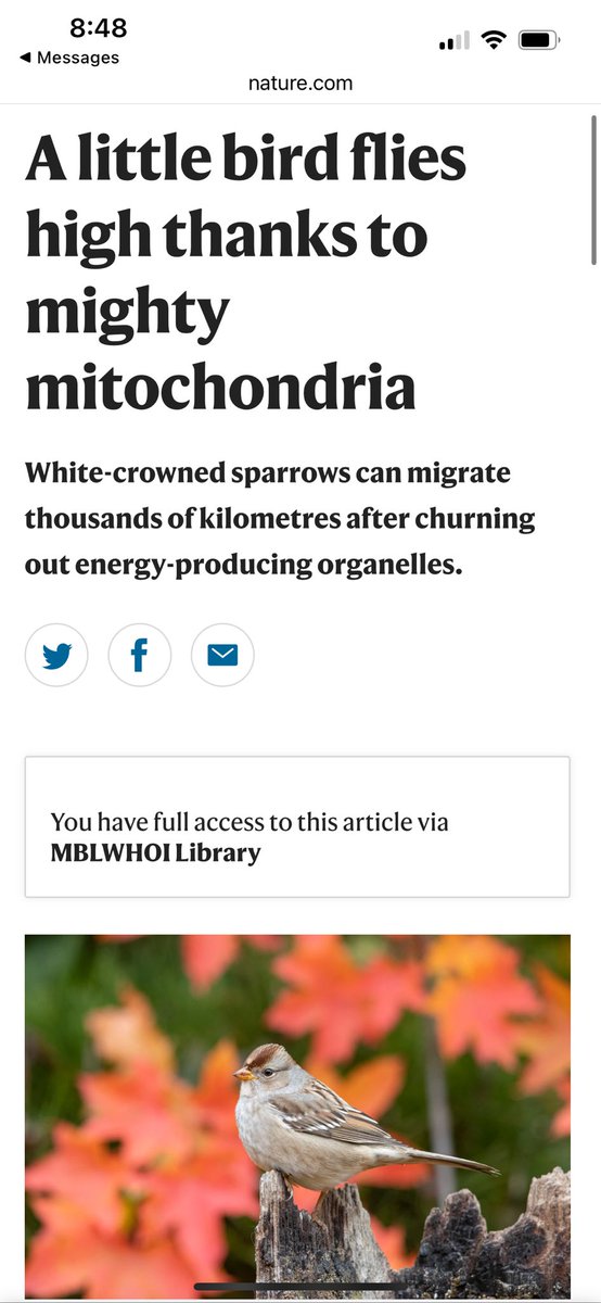We just got a nature highlight for paper #2 of our White-crowned Sparrow work! 🥳