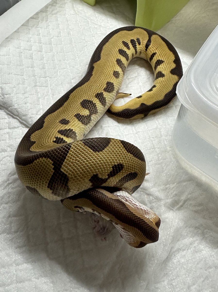 𓆈𓆙Qoo(*´`)🤍🎀🖤 tweet media