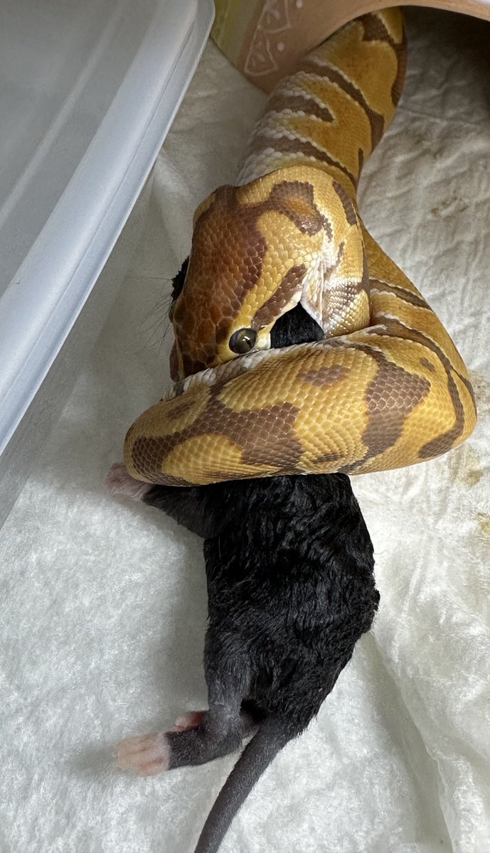 𓆈𓆙Qoo(*´`)🤍🎀🖤 tweet media