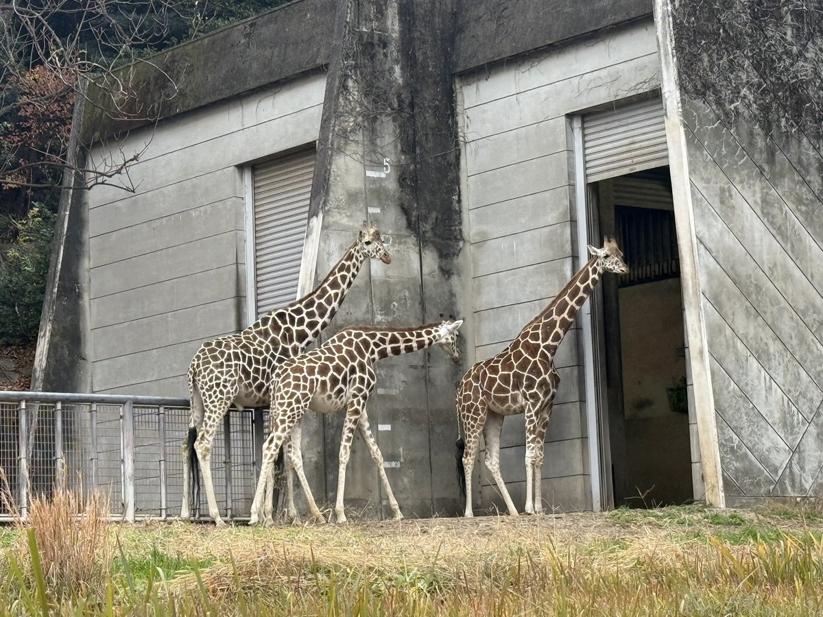 動物園満喫からの、Qaijffでした。楽しかったなぁ💓
みんな自分自身のYOKUに従って選び取った道を歩んで変わっていくけれど、君の色がはじけて僕の色と重なる、こんな日があるって幸せなことだなぁと思った夜でした。もう何年振りか分からない友達でも一瞬であの頃みたいな安心感！