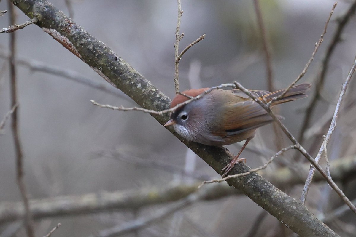 WilWoodStudio's tweet photo. A Spectacled Fulvetta

#BirdWatching #NatureBeauty #BirdLovers #NatureBeauty #WildlifePhotography #NaturePerfection #ColorfulBirds #WildlifeLove #NatureInspiration https://t.co/oYUBBnJcuZ